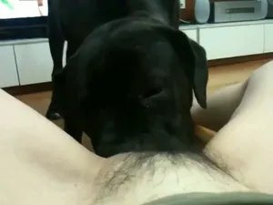 남편보다 튼실한 반려견자지 유부녀 리트리버녀 (수간) - 인기 한국야동 실시간 국산야동